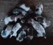 Курцхаари от Работещи родители, снимка 3