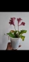 Стрептокарпус, streptocarpus DS 2166, снимка 3