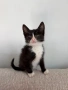 МЪЖКО КОТЕНЦЕ Търси дом, снимка 1