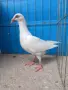 Гълъби датски летач, снимка 1