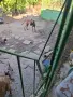 Белгийска овчарка малиноа на трийсет дни , снимка 2