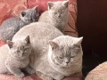 Британски късокосмести котки, снимка 4