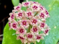 Хоя. Hoya Sweet scent Hoya Flores Island , снимка 1