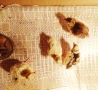 Продавам индийски паун на 3 год и 7м. , снимка 11