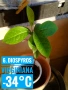 Продавам разсад от дъб, круша, хурма; зайчина, индиго, софора, снимка 12