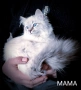 Невски маскарадни котенца , снимка 2