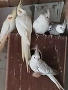 продавам корели, снимка 3