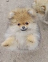 продавам померан , снимка 1
