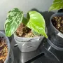 Добре вкоренена "Monstera Bulbasaur Variegata", снимка 1