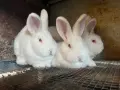 Новозеландски и Пеперуди, снимка 1