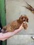 Кавапу момче и момиче, снимка 2