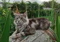 Котенца Мейн Куун , снимка 16