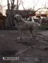 Женско кутре Алабай , снимка 6
