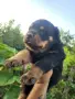 🐶 Свободни са 2 женски и 1 мъжко кученце. с по 1 ваксина, снимка 5