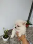 Померан град Омуртаг, снимка 1