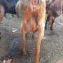 Три кози и 4 ярета, снимка 7