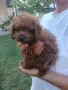 Пудел той/poodle toy , снимка 2