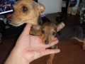 Мъжки мини пинчер, снимка 6