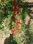 Продавам овощна градина 19 дка., снимка 8