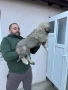 Кавказка овчарка, снимка 5