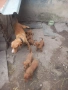 Жълто алесто гонче , снимка 3