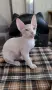 Котенца донски сфинкс, снимка 2