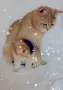 Шотландско мъжко Скоттиш Фолд. , снимка 5