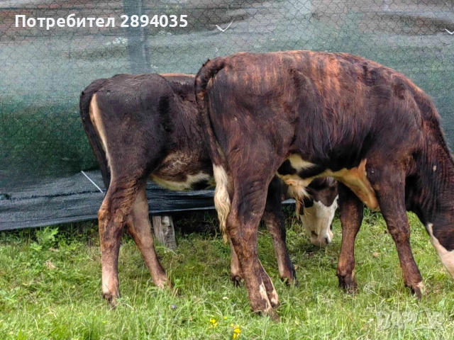 отбити телета , снимка 6 - Крави - 54880324