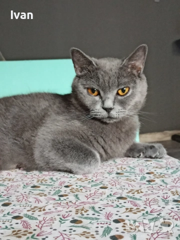 Британски котенца, снимка 9 - Британска късокосместа - 55212695