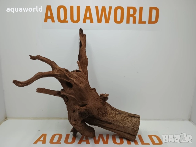 Мангров корен 16