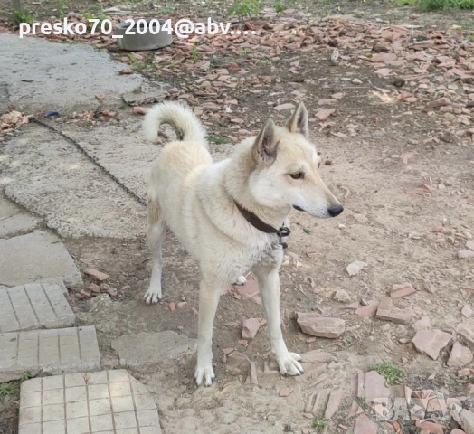 Кученца , снимка 9 - Други - 54746686