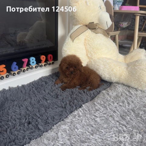 той пудел пуделче , снимка 4 - Пудели - 55162204