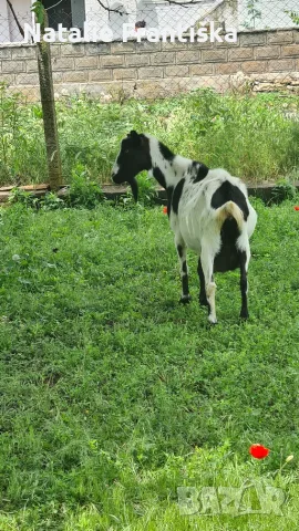 Продавам коза на година и половина.