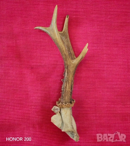 Ловен трофей от сръндак. , снимка 2 - Антикварни и старинни предмети - 54044773