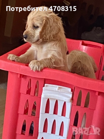 Кокер шпаньол момче  карамел ваксина, снимка 7 - Кокер шпаньол - 54275011