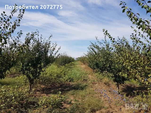 сини сливи - собствено бране, снимка 4 - Домашни продукти - 55703929