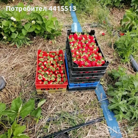 Разсад Ягоди и Малини, снимка 7 - Градински цветя и растения - 54187219