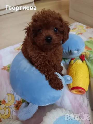 Пудел той/Poodle toy , снимка 2 - Пудели - 55303947