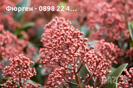 Скимия – Японски люляк (Skimmia japonica), снимка 3 - Разсади - 53967481