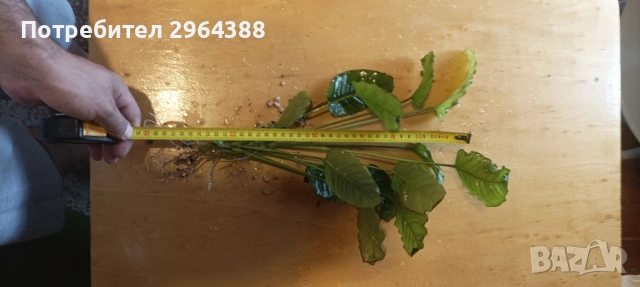 Продавам растения за аквариум , снимка 3 - Други - 54802608