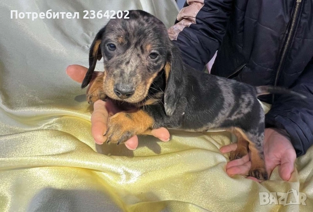 Мини дакел, снимка 3 - Дакели - 54247860