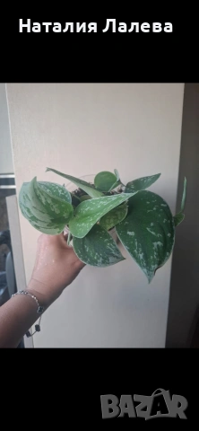 Сциндапсус, Scindapsus pictus Silvery Ann, снимка 5 - Стайни растения - 55099727