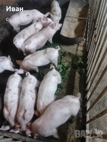 продавам малки прасета , снимка 4 - Прасета - 54814940