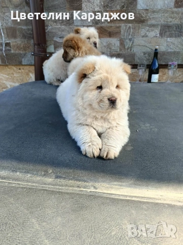 Чау чау, снимка 4 - Чау Чау - 53848895