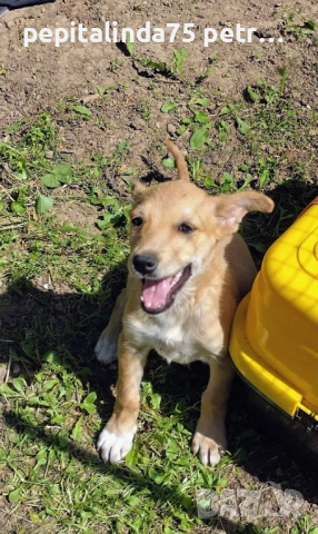  dog for adoption.Търсим осиновител на малко женско куче, снимка 3 - Други - 54573848