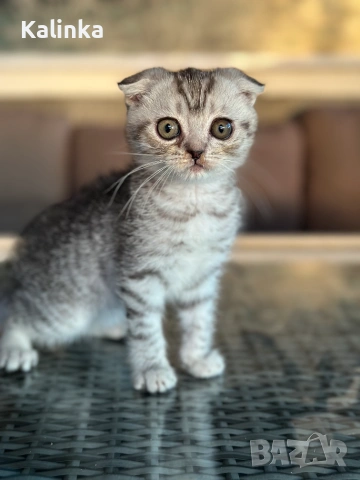 Мъжко шотландско клепоухо сребърно котенце , снимка 2 - Други - 55096948