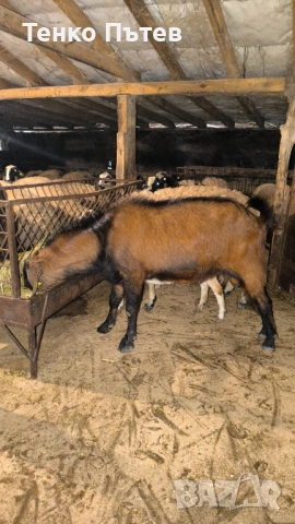 Свободен пръч за продан , снимка 6 - Кози - 53965260