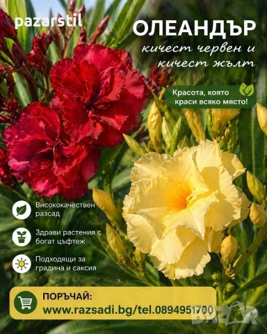 Олеандър - жълт и червен, кичест