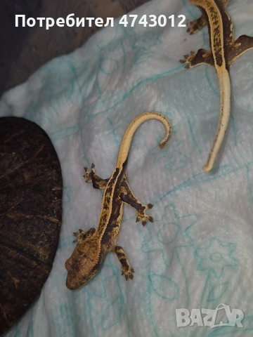 Ресничест бананояден гекон (Rhacodactylus ciliatus), снимка 11 - Гекон - 53540739
