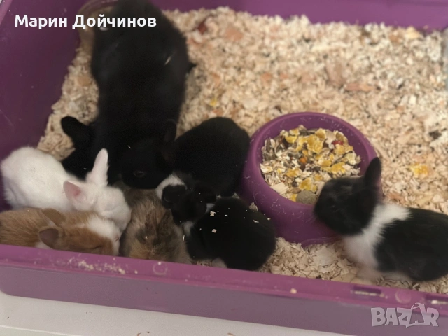 Декоративни зайци, Декоративен заек, снимка 3 - Декоративни зайчета - 54844192